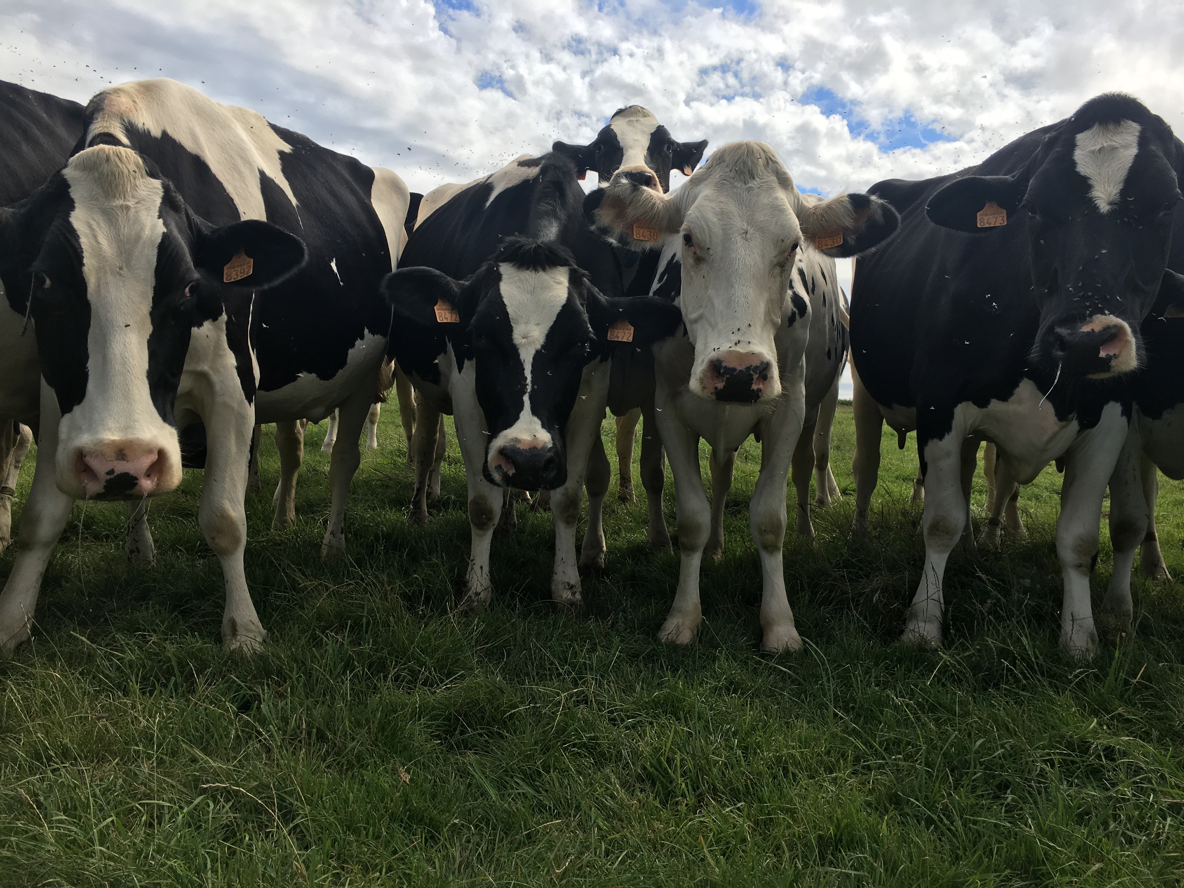 Close up of cows in France