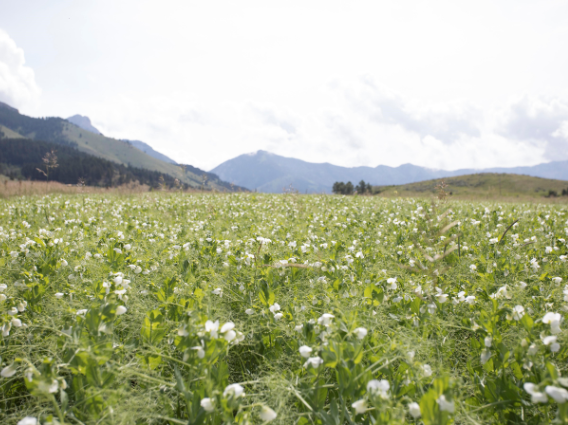 Field of yellow peas